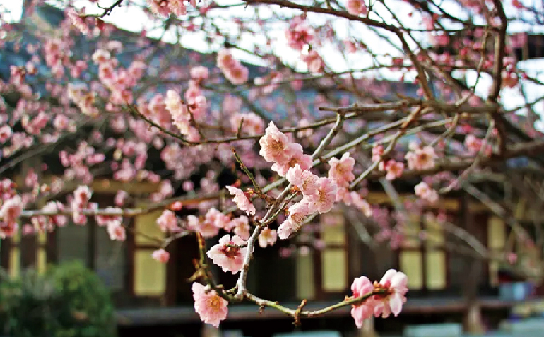 산청 남사예담촌 전경