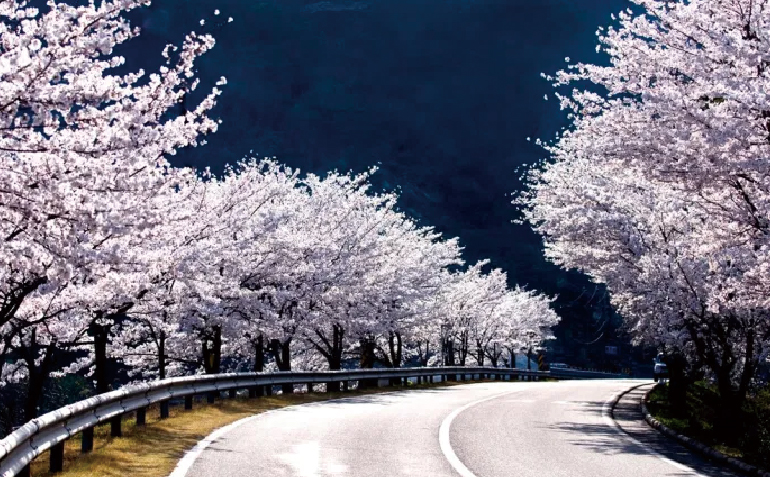 합천 합천호, 백리벚꽃길 전경